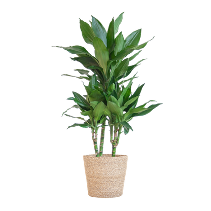 Dracaena  Janet Lindt met Sofia mand naturel - 95cm - Ø21