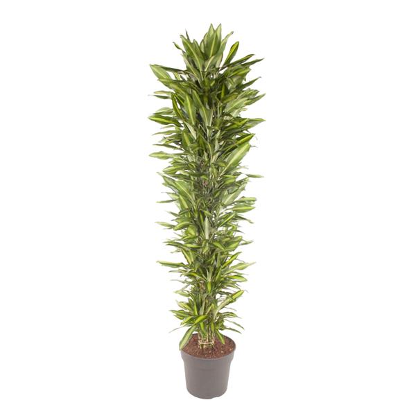 Dracaena Cintho vertakt - 210 cm - ø40