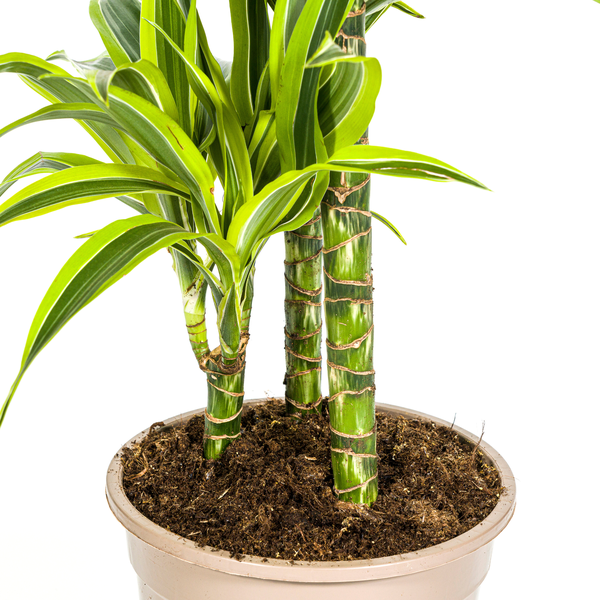 Dracaena Deremensis Lemon Lime Ø21cm - ↕100cm