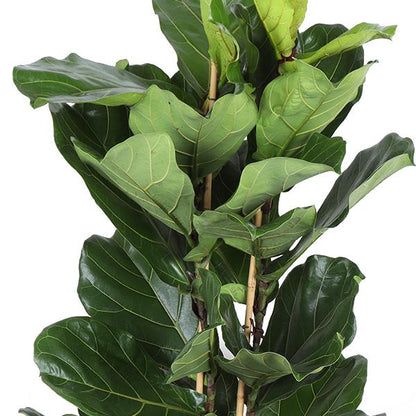 Ficus Lyrata Ø27cm ↕140cm in Boule ANTRACIET pot