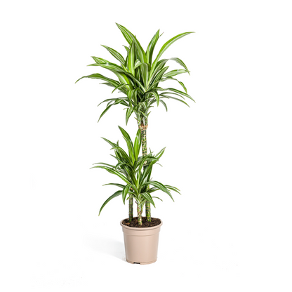 Dracaena Deremensis White Stripe Ø21cm - ↕100cm