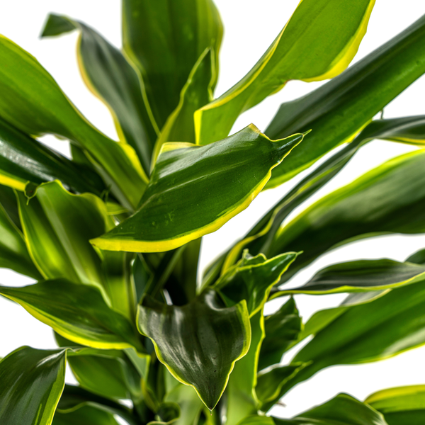 Dracaena Fragrans Golden Coast Ø21cm - ↕100cm