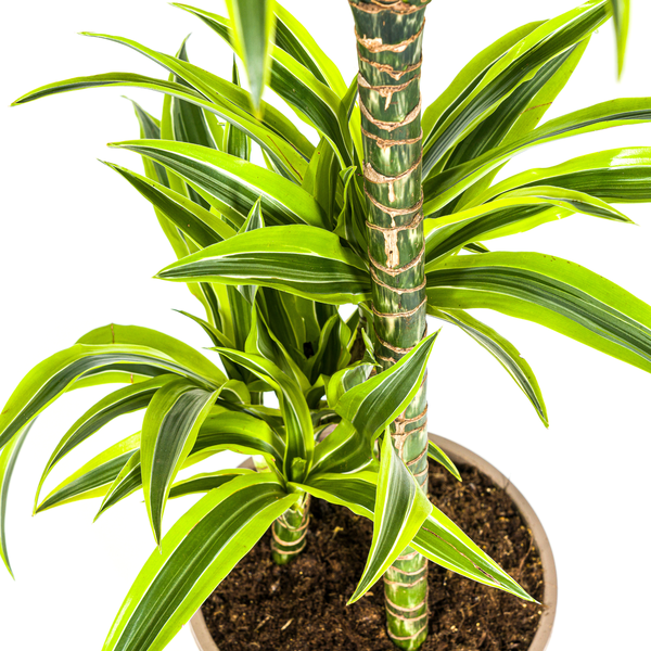 Dracaena Deremensis Lemon Lime Ø21cm - ↕100cm