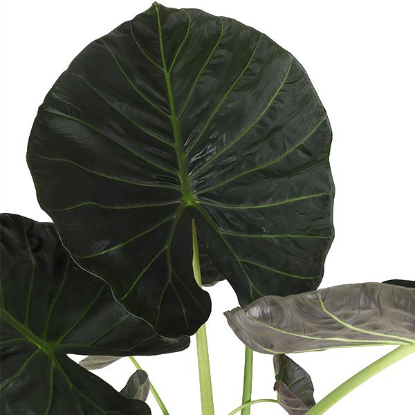 Alocasia Regal Shield Ø24cm - ↕110cm in Boule ANTRACIET pot