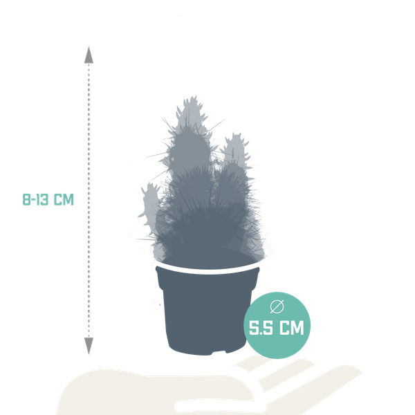 Cactus mix 5.5 cm - 5x - zonder pot