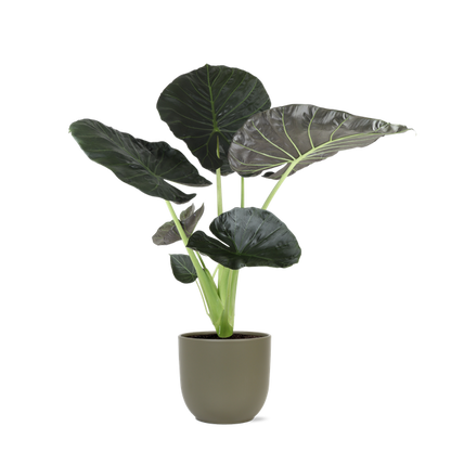 Alocasia Regal Shield Ø24cm - ↕110cm in Boule OLIJF pot