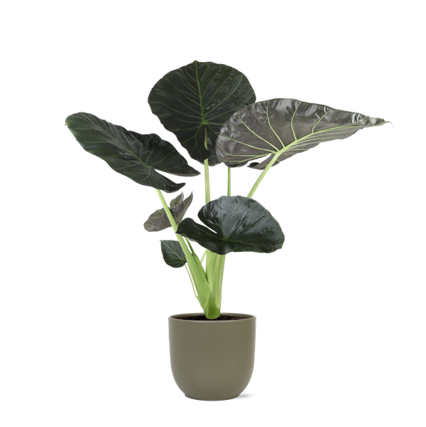 Alocasia Regal Shield Ø24cm - ↕110cm in Boule OLIJF pot