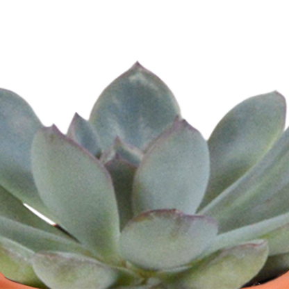 Cactus en vetplanten mix 5.5 cm | 15 stuks - zonder pot