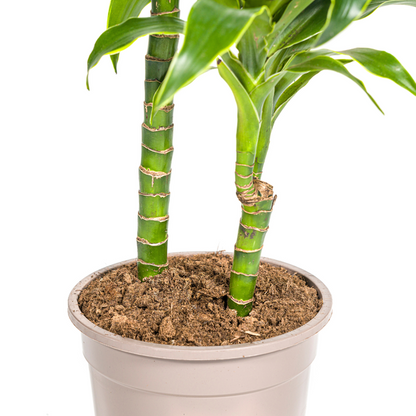 Dracaena Deremensis Dorado Ø19cm - ↕80cm