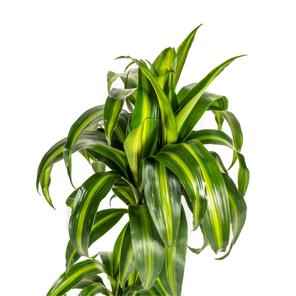 Dracaena Deremensis Hawaiian Sunshine Ø19cm - ↕80cm