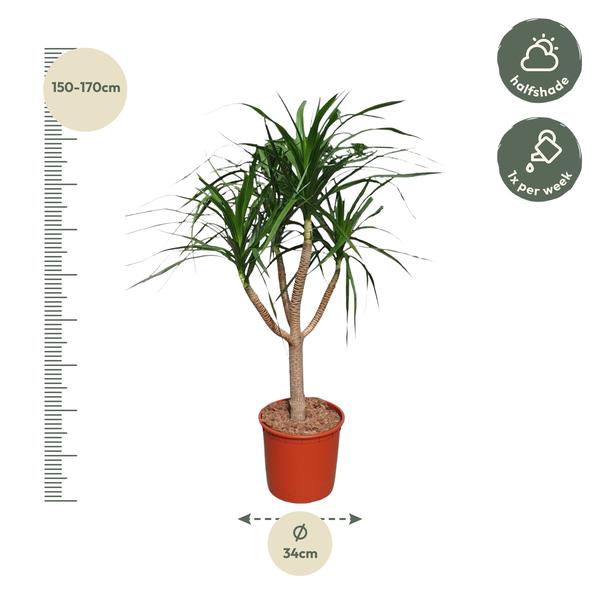 Dracaena Draco vertakt - 160 cm - ø34