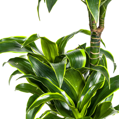 Dracaena Deremensis Dorado Ø21cm - ↕110cm