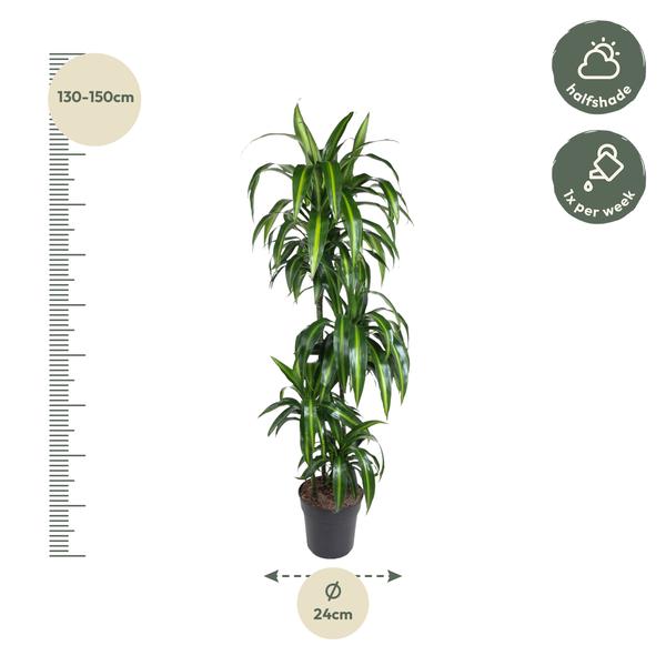 Dracaena Hawaiiana - 160 cm - ø24