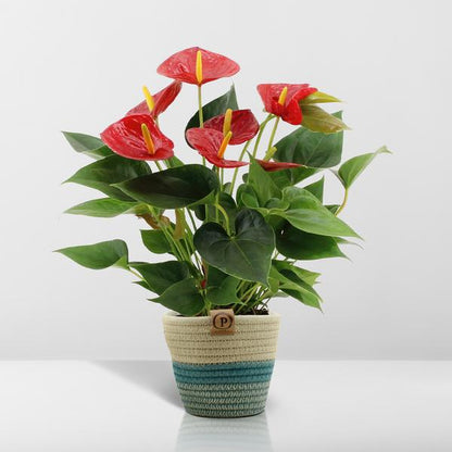 Anthurium andreanum Diamond Red incl. PURE mand - 45cm - Ø12