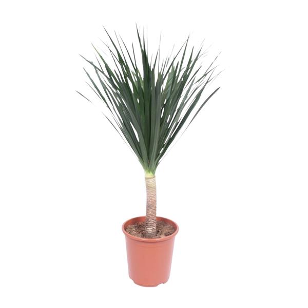 Dracaena Draco - 140 cm - ø27