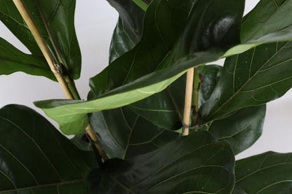 Ficus Lyrata - Ø24cm - ↕120cm in Boule TAUPE pot