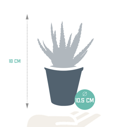 Aloë zebrina Dannyz 10,5cm - zonder pot