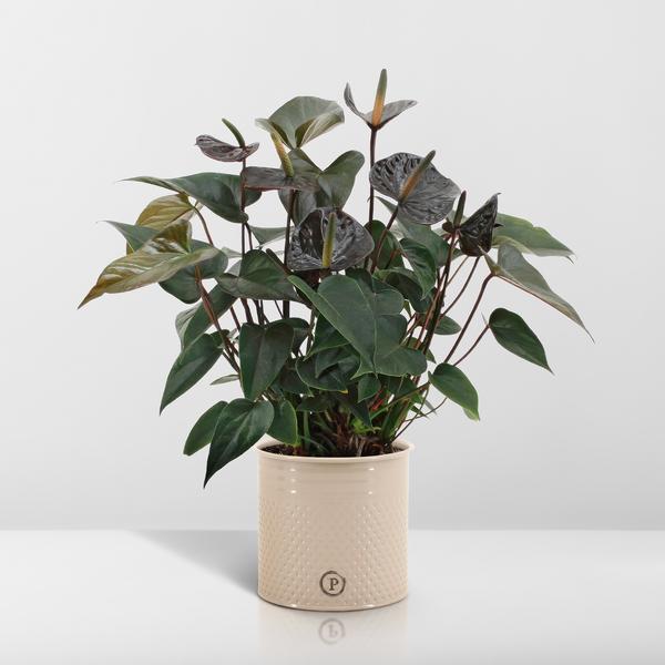 Anthurium andreanum Black Love incl. PURE zink - 45cm - Ø12