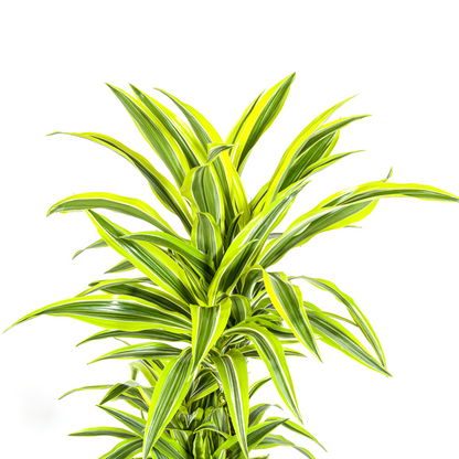 Dracaena Deremensis Lemon Lime Ø24cm - ↕140cm