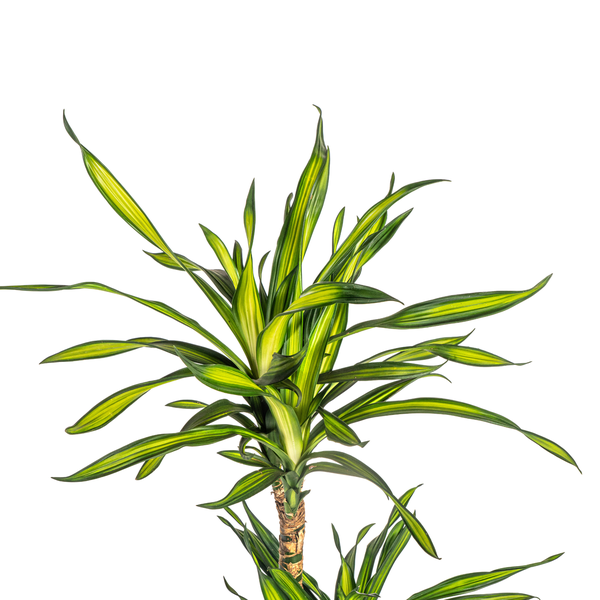 Dracaena Deremensis Rikki Ø21cm - ↕100cm