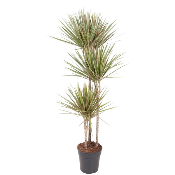 Dracaena Bicolor - 150 cm - ø24