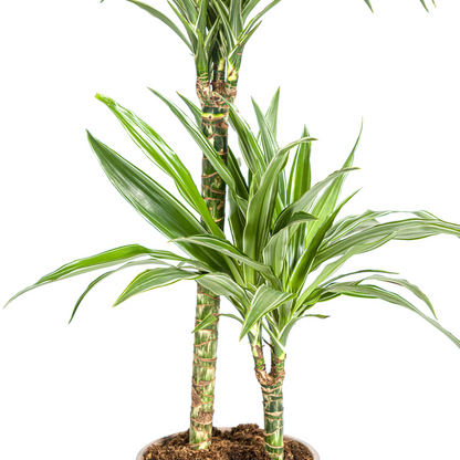 Dracaena Deremensis White Stripe Ø19cm - ↕80cm