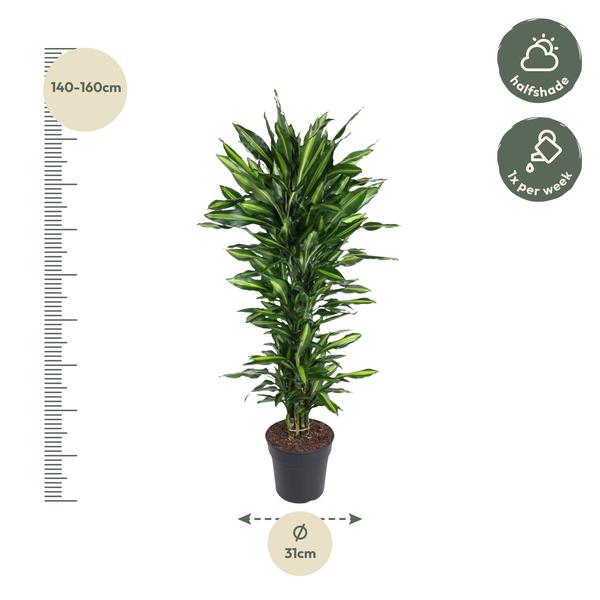 Dracaena Cintho vertakt - 150 cm - ø31