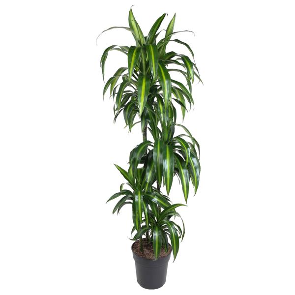 Dracaena Hawaiiana - 160 cm - ø24