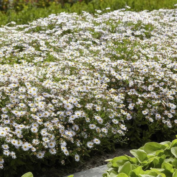 Aster ageratoides 'Ashvi' - ↕25cm - Ø9cm  - 40x