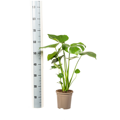 Monstera Deliciosa Tauerii Ø17cm - ↕60cm