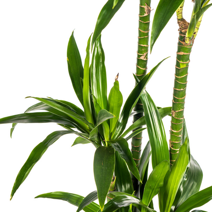 Dracaena Deremensis Lisa Ø24cm - ↕140cm