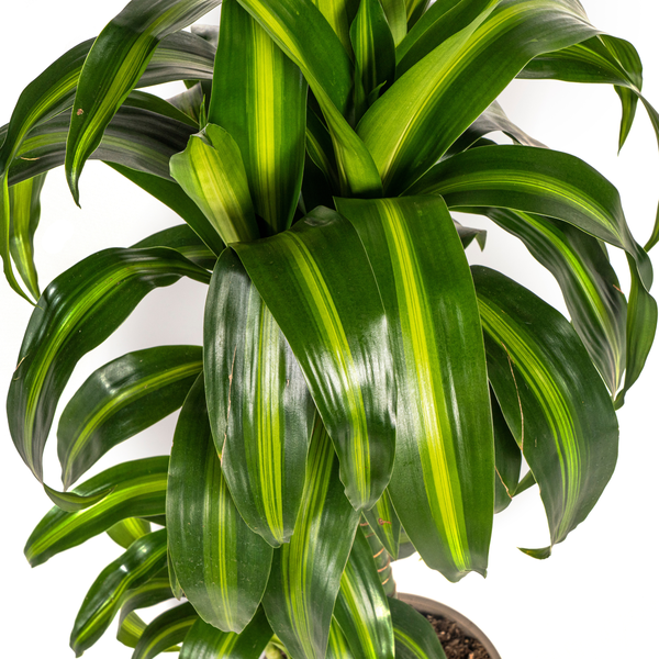 Dracaena Deremensis Hawaiian Sunshine Ø19cm - ↕80cm