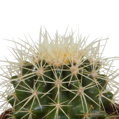 Cactus mix 8.5 cm - 3x - zonder pot