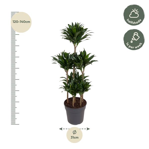 Dracaena Compacta Carrousel - 130 cm - ø31