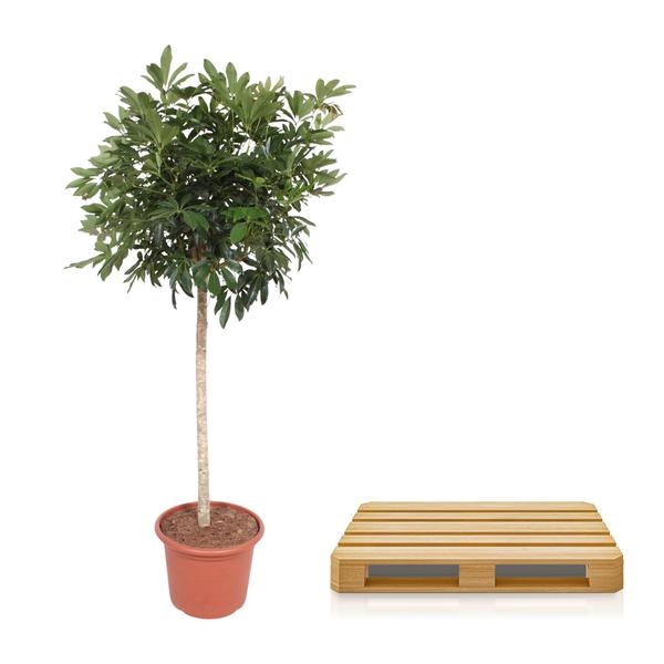 Schefflera Arboricola Compacta boom - 190 cm - ø45