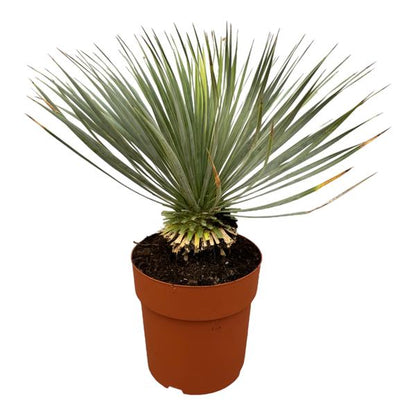 Yucca Rostrata op stam - 70 cm - Ø27