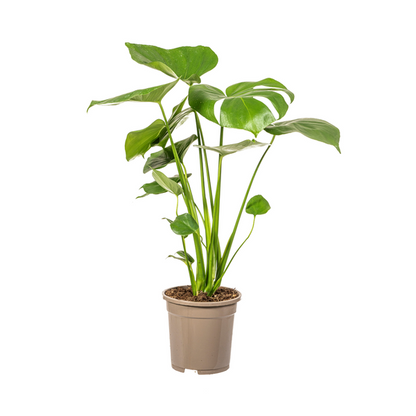 Monstera Deliciosa Tauerii Ø17cm - ↕60cm