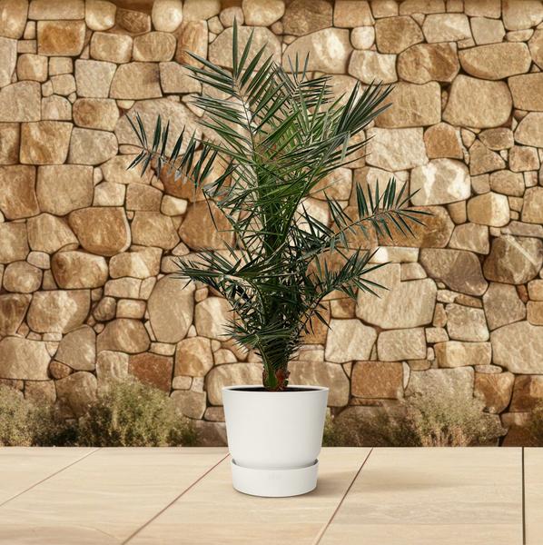 Phoenix Canariensis - 130cm- ø20