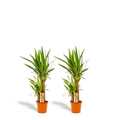 2x Yucca - ↨90cm - Ø17cm