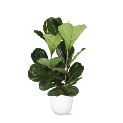 Ficus Lyrata - Ø24cm - ↕120cm in Boule WIT pot