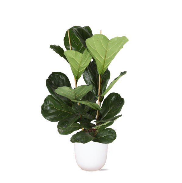 Ficus Lyrata - Ø24cm - ↕120cm in Boule WIT pot