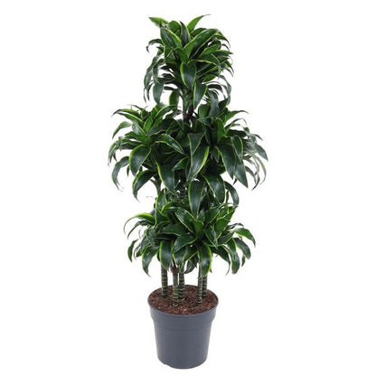 Dracaena Dorado Carrousel - 140 cm - ø31