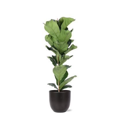 Ficus Lyrata - Ø21cm - ↕90cm in BOULE antraciet pot