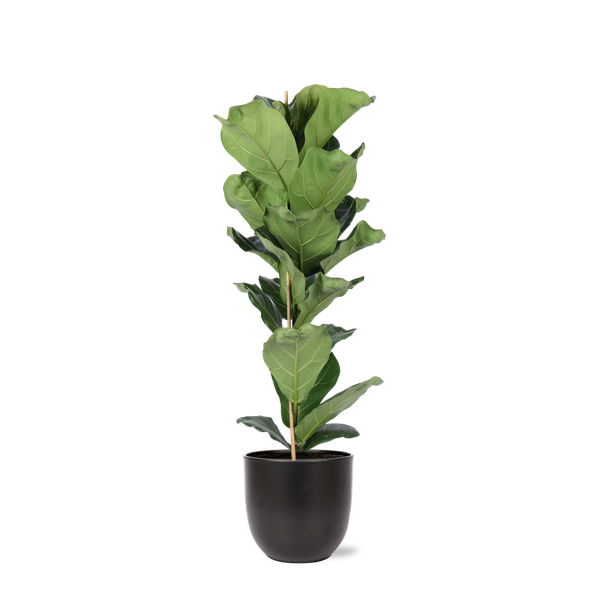 Ficus Lyrata - Ø21cm - ↕90cm in BOULE antraciet pot