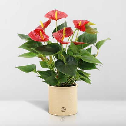 Anthurium andreanum Diamond Red incl. PURE zink - 45cm - Ø12