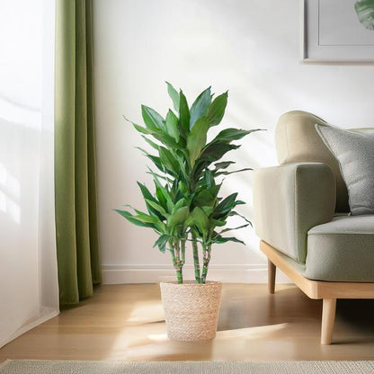 Dracaena  Janet Lindt met Sofia mand naturel - 95cm - Ø21