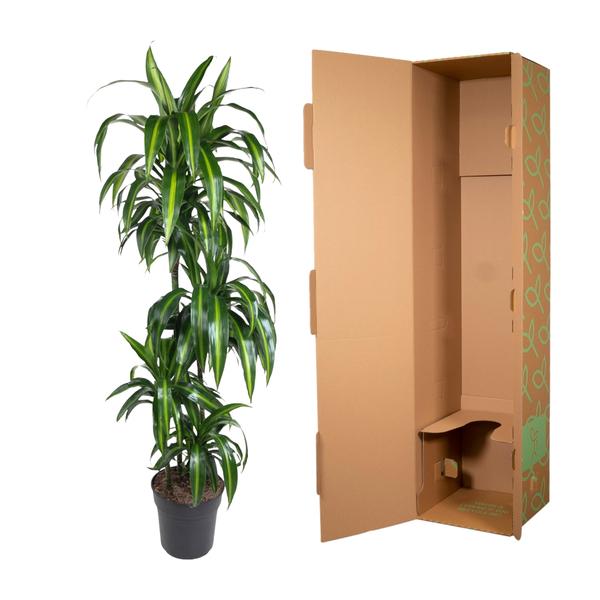 Dracaena Hawaiiana - 160 cm - ø24