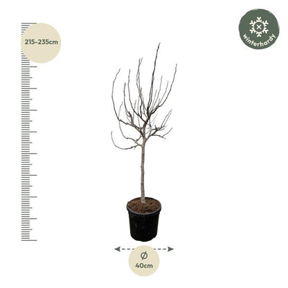 Ficus Carica op stam - 225 cm - ø40