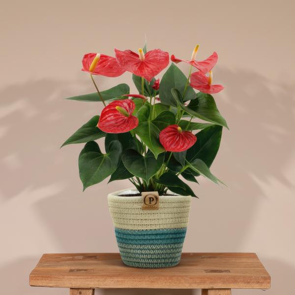 Anthurium andreanum Esudo incl. PURE mand - 45cm - Ø12