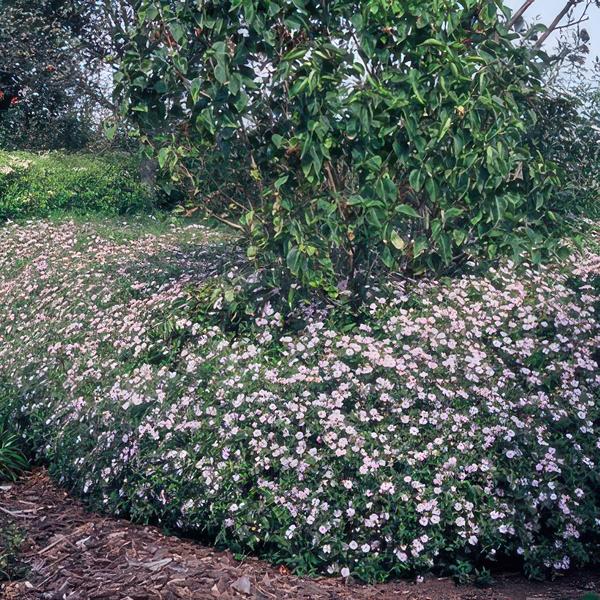 Aster ageratoides 'Asran' - ↕25cm - Ø9cm  - 40x